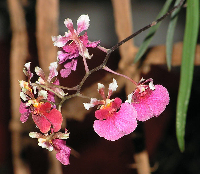 Orchidea.17.JPG - OLYMPUS DIGITAL CAMERA